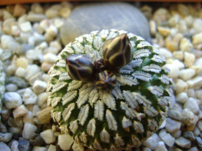 Turbinicarpus pseudopectinatus - Cactusi 2017