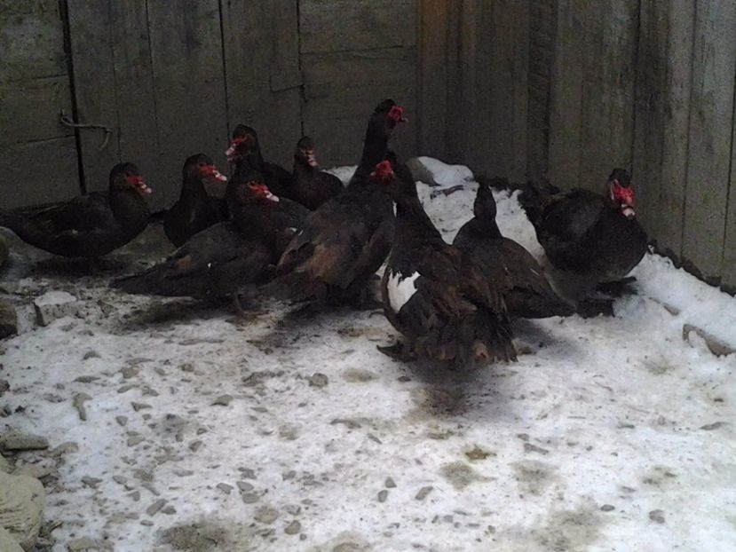 2017-02-14 16.59.10 - Rate Lesesti