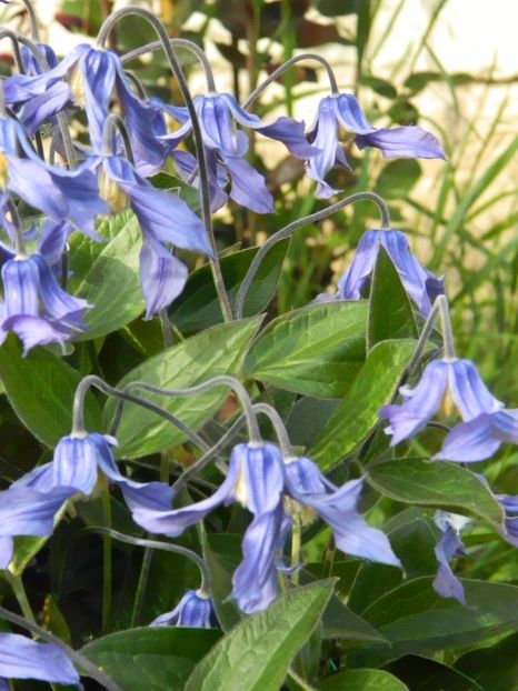 clematis salbatic - Gradina Mosului