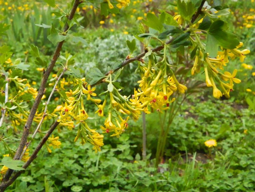 cuisor - Gradina Mosului