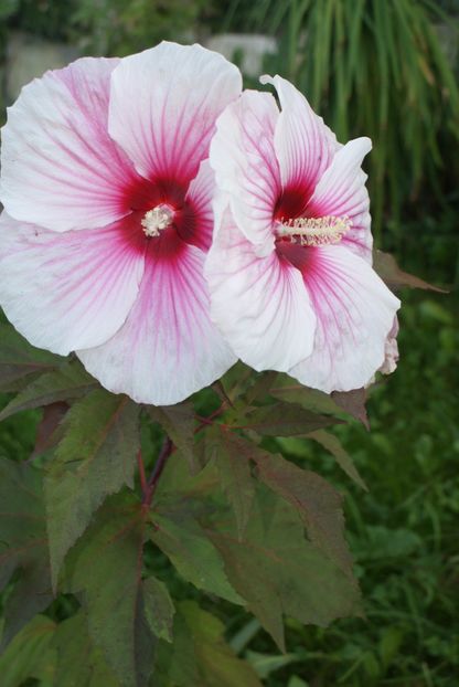 hibiscus - Gradina Mosului