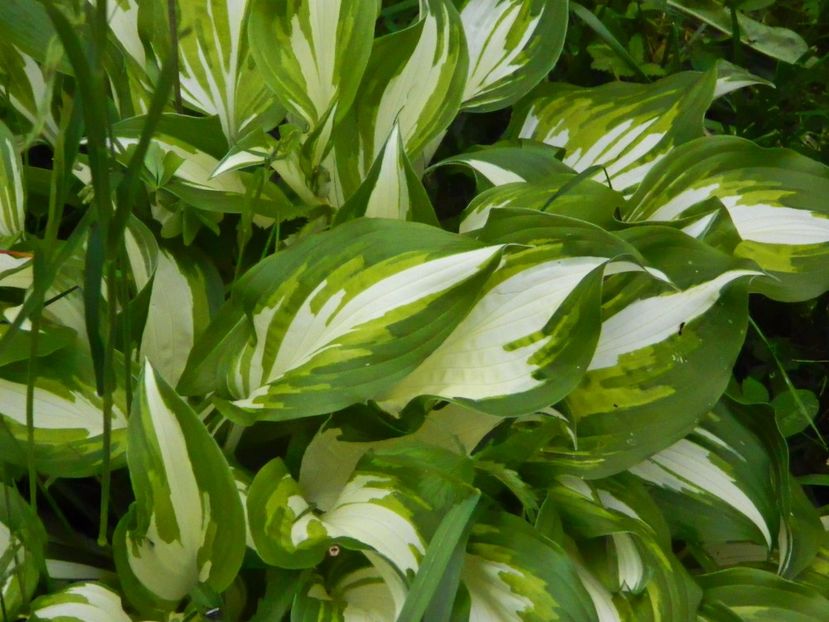 hosta - Gradina Mosului