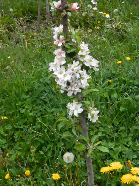 mar columnar - Gradina Mosului