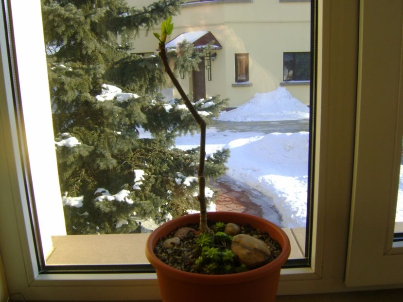 14 febr. 2017 - Ficus carica (smochin), frunze noi - Bonsai si prebonsai 2016-2017