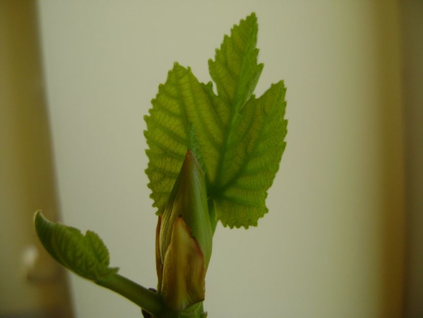 14 febr. 2017 - Ficus carica (smochin), frunze noi - Bonsai si prebonsai 2016-2017