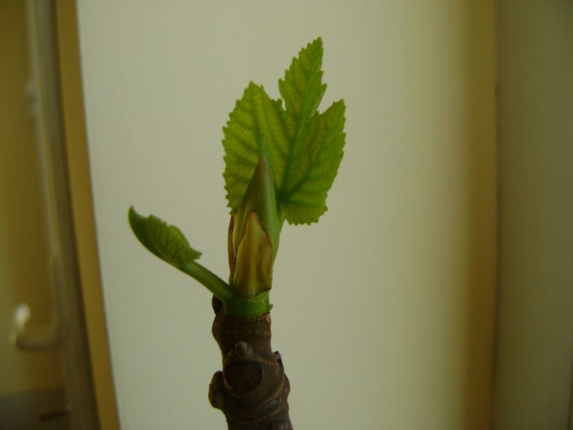 14 febr. 2017 - Ficus carica (smochin), frunze noi - Bonsai si prebonsai 2016-2017