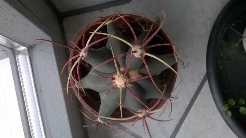  - Aaa achizitii 2017