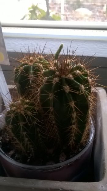  - Aaa achizitii 2017