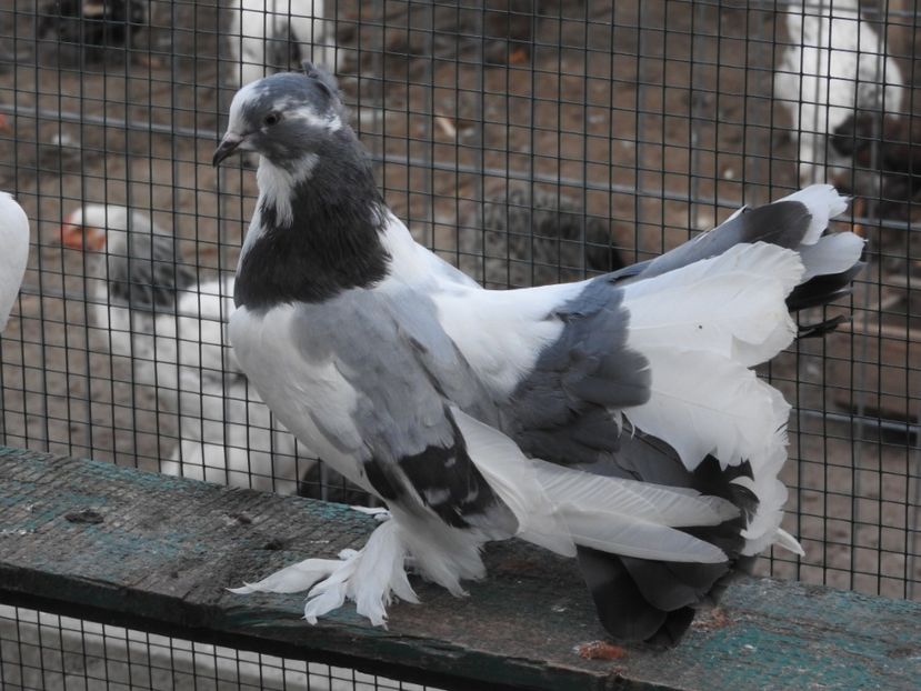 f 2 - 06 -- voltati indieni