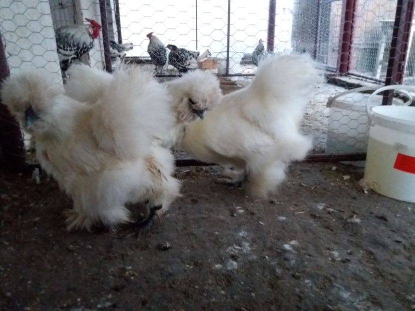  - Matase japoneza alba