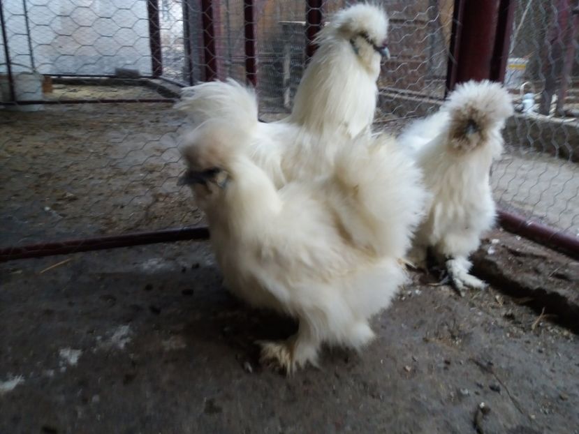  - Matase japoneza alba