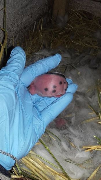  - FEMELA 1 Urias pestrit de la Catea Cristian