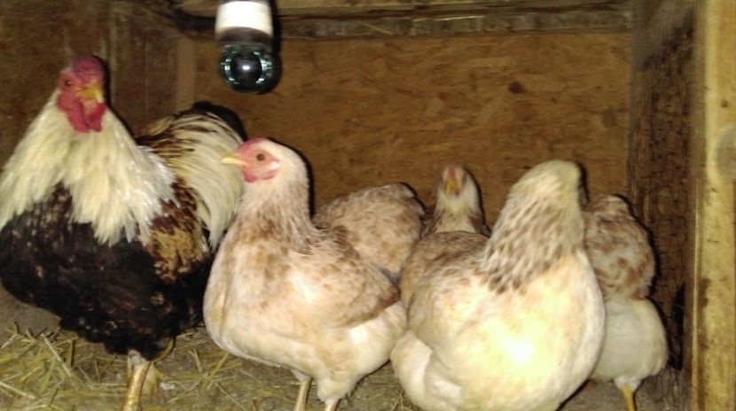  - Wyandotte pitic somon 2016