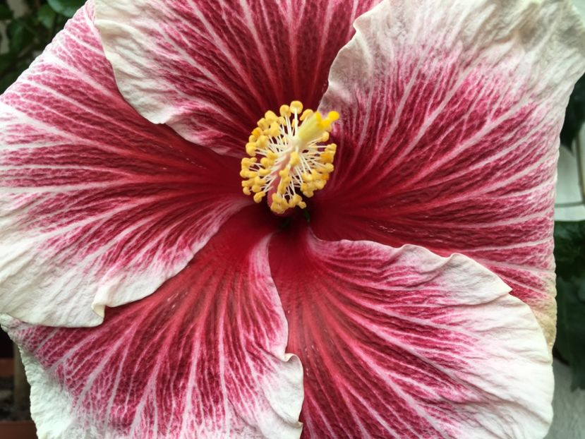Tahitian Purple Lady - Flori 2017