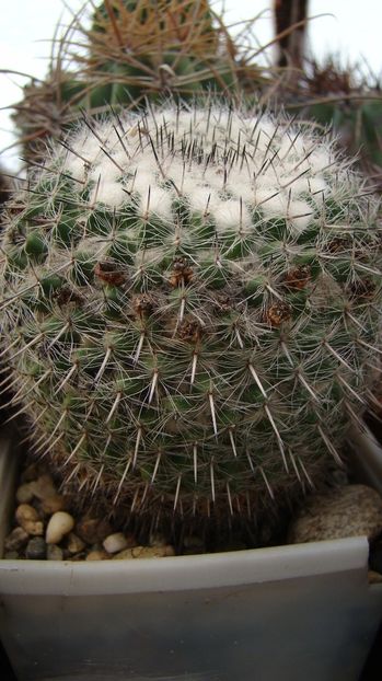 Mammillaria chinocephala - Mammillaria