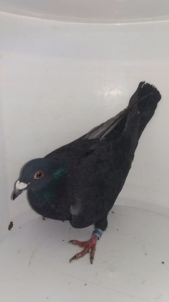 F 2016 cu talon vanduta - De! voiajori vanduti