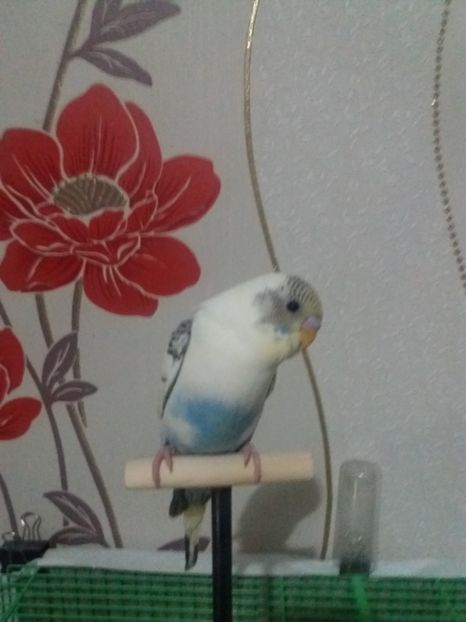  - matca in formare DDE semi februarie 2017