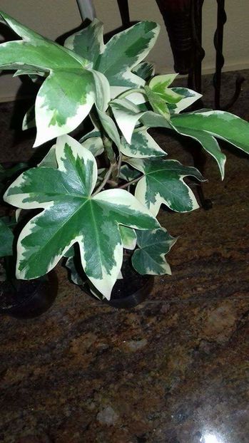 variegata - fatshedera