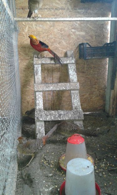  - Fazani auriu pe rosu