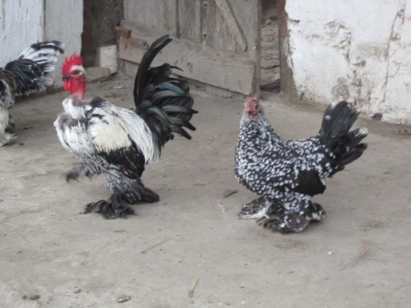 FB_20160921_23_55_00_Saved_Picture - Gainusele mele