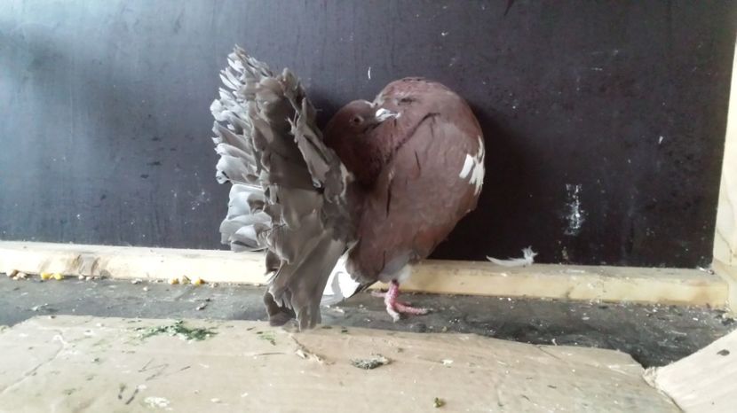 Mascul 2015 - De vanzare VOLTATI