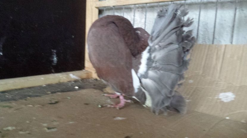  - De vanzare VOLTATI