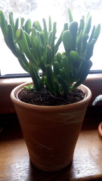  - 2017 Frumusetile mele