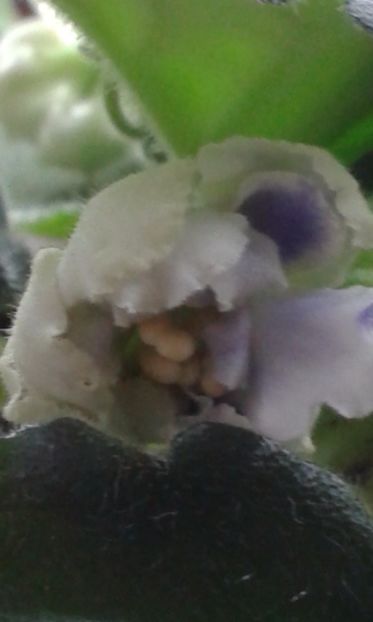 Goluboi Tuman - VIOLETE DE COLECTIE 2017