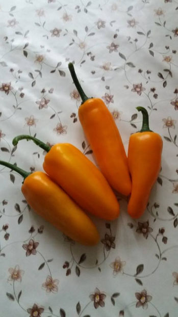 Ardei Iute - Bulgarian Carott - Legume din Gradina 2017-2018