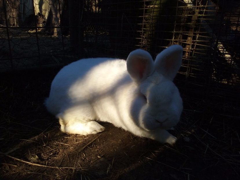  - Noua Achizitie din Germania