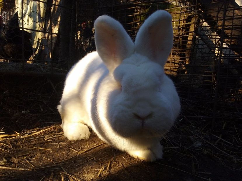  - Noua Achizitie din Germania