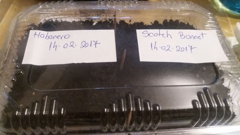  - Legume din Gradina 2017-2018