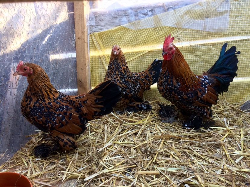  - e--Mii de flori Rosu Portelan