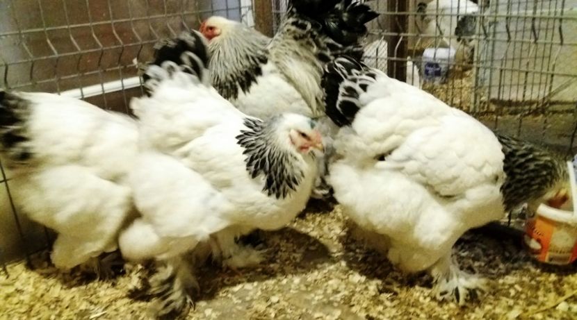  - 3_BRAHMA HD _ FAM 2