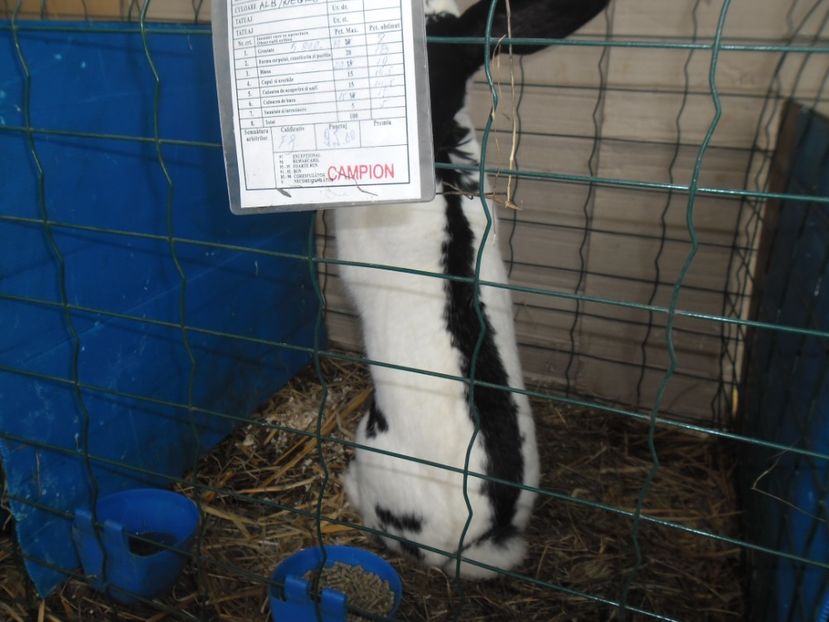 SAM_1615 - Mascul RO 21- CAMPION SB 2017