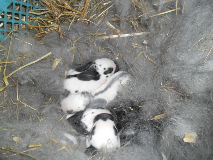 SAM_1544 - cuib fluture F 125101 - M RO 21 din 29 01 2017