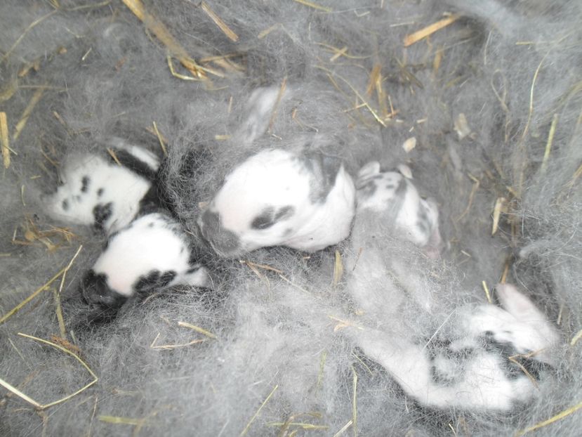 SAM_1553 - cuib fluture F 125101 - M RO 21 din 29 01 2017