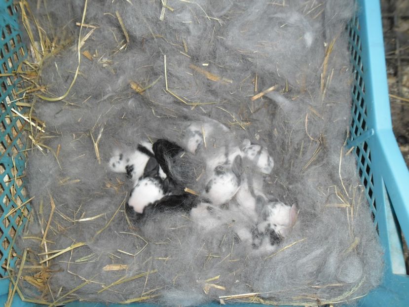 SAM_1554 - cuib fluture F 125101 - M RO 21 din 29 01 2017