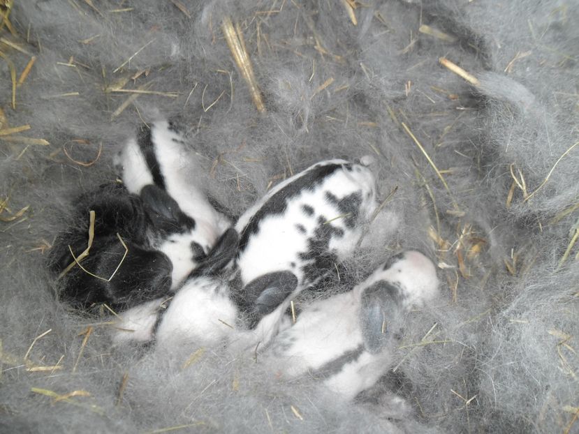 SAM_1557 - cuib fluture F 125101 - M RO 21 din 29 01 2017