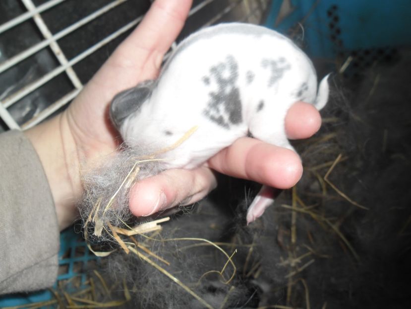 SAM_1545 - cuib fluture F 125101 - M RO 21 din 29 01 2017