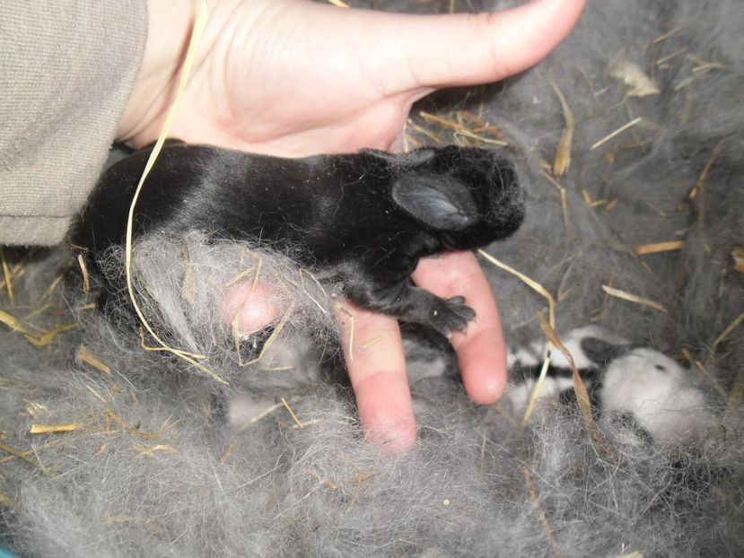 SAM_1546 - cuib fluture F 125101 - M RO 21 din 29 01 2017