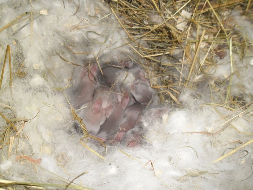 SAM_1605 - cuib calif F RO 16 - RO 8 din 29 01 2017