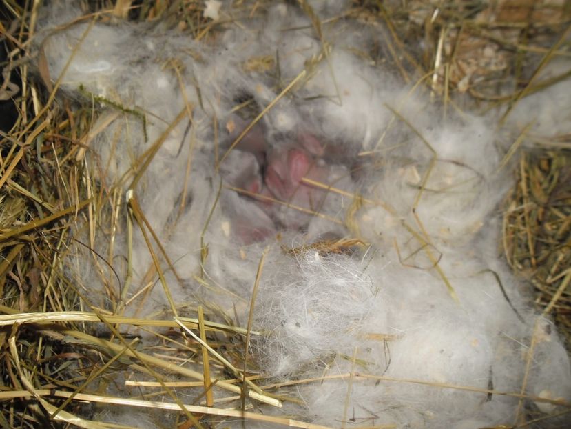 SAM_1594 - cuib calif F RO 16 - RO 8 din 29 01 2017