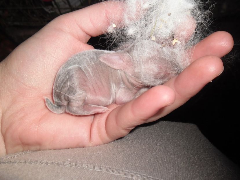 SAM_1595 - cuib calif F RO 16 - RO 8 din 29 01 2017