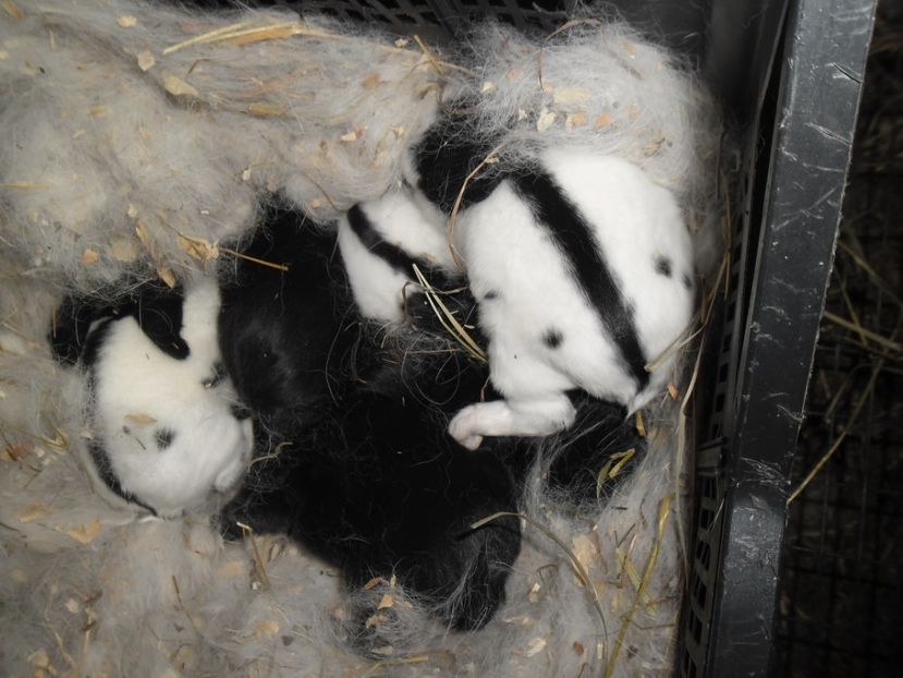 SAM_1591 - cuib fluture F 125102  - M RO 21 din 23 01 2017