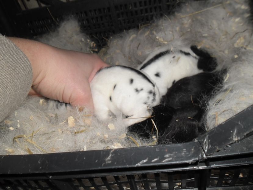 SAM_1588 - cuib fluture F 125102  - M RO 21 din 23 01 2017