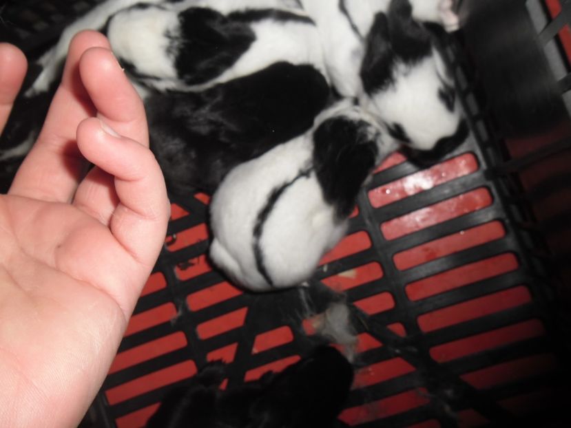 SAM_1574 - cuib fluture F 125102  - M RO 21 din 23 01 2017