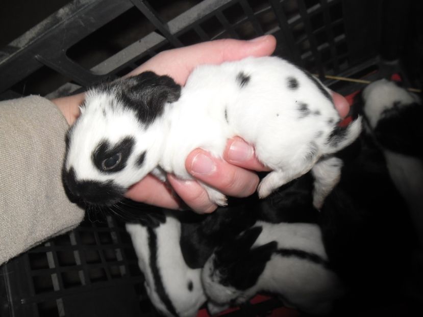 SAM_1570 - cuib fluture F 125102  - M RO 21 din 23 01 2017