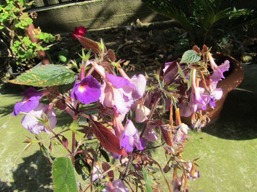  - Flori de gradina-2016-Toamna