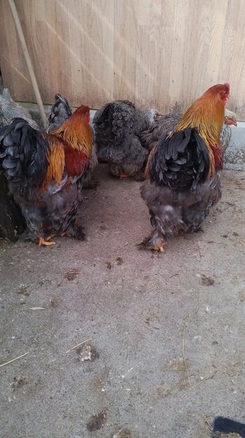  - 5 cocosi pab cu gaini hi si bso